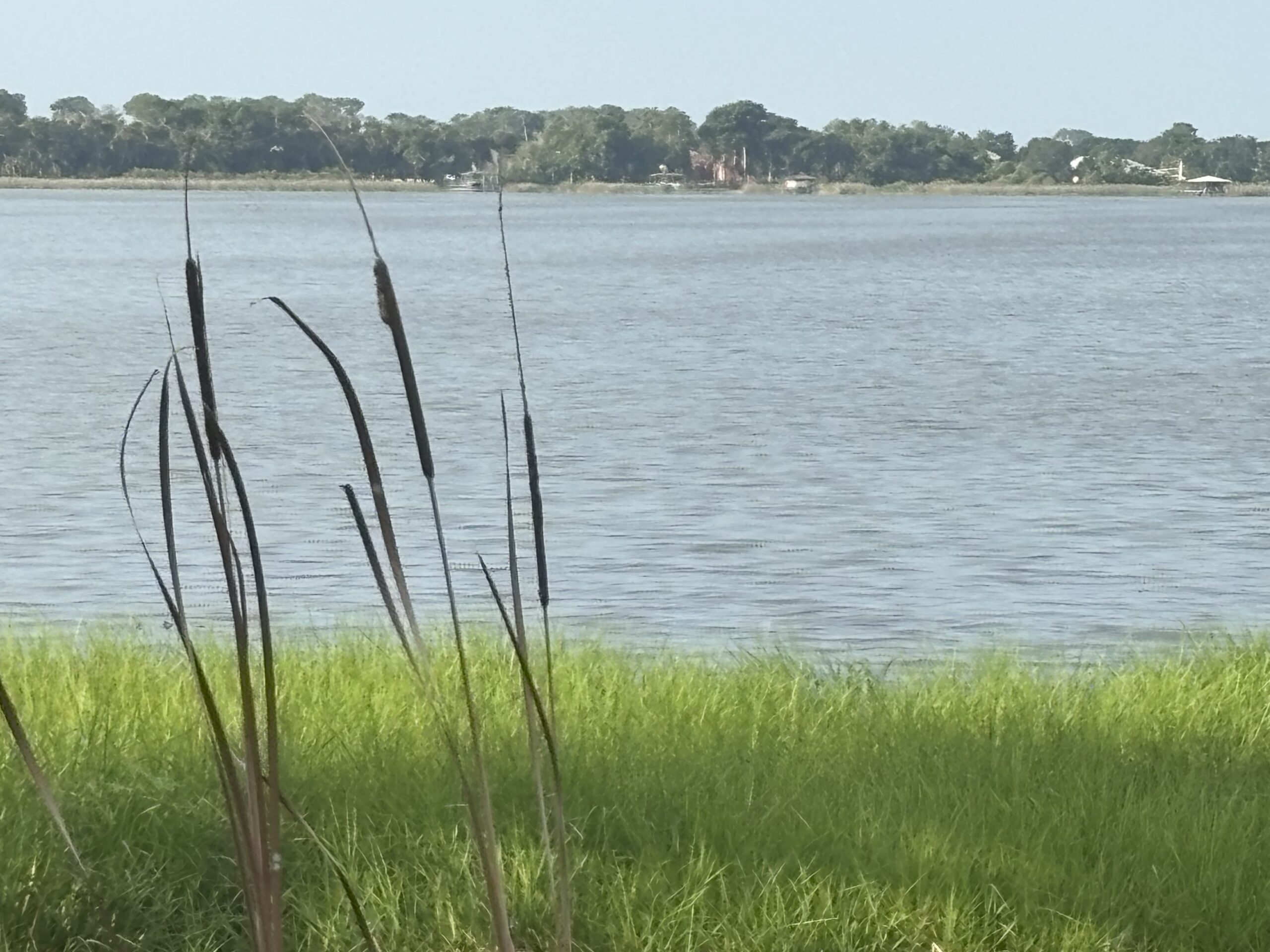 Peaceful Florida landscape